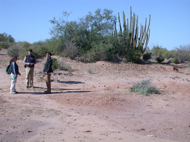 Dune ridge with buried soils (cropping out in the foreground and just in front of the organ-pipe  cactus) along the margins of a large playa that produced Clovis artifacts.