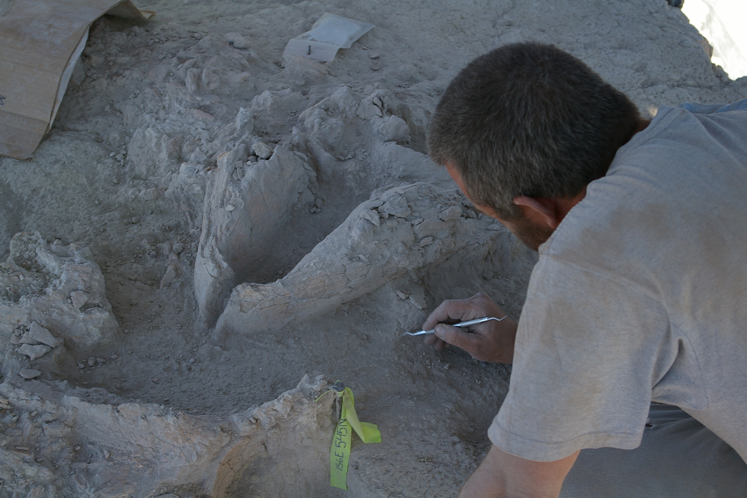 Figure 5. The mandible of Gomphothere #2 during excavation. The dentition, key to the identification of the species, was not exposed until some months after excavation in the lab.