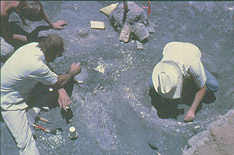 Excavation at Murray Springs.  (C. V. Haynes)