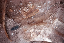 A Clovis point in situ near a bison mandible and mammoth bone at the Lehner site, 1955 (Arizona State Museum).
