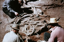 Excavations at the Naco site, 1952.  The mammoth remains are being  prepared for a plaster jacket (Arizona State Museum).