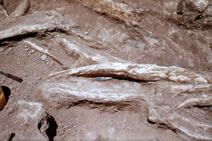 A Clovis point in situ among mammoth bone at the Naco site, 1952  (Arizona State Museum).