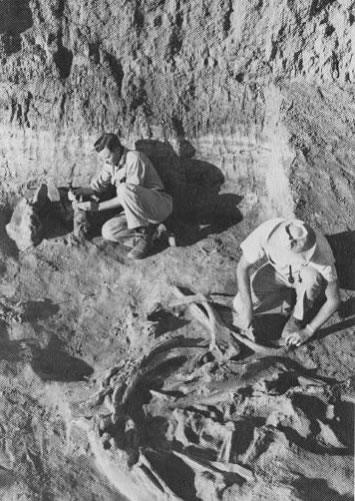 Emil Haury (right) at Naco mammoth kill site, April 1952.