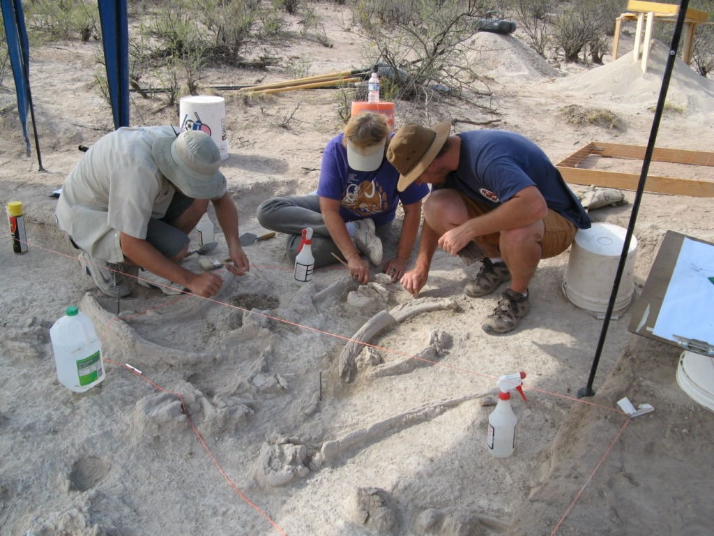 Recovering juvenile mammoth tibia, Turquoise Valley Locality, Naco, Arizona  Preliminary exposure of Moson Wash mammoth, San Pedro Valley .  Testing of Clanton Draw mammoth,  San Pedro Valley  